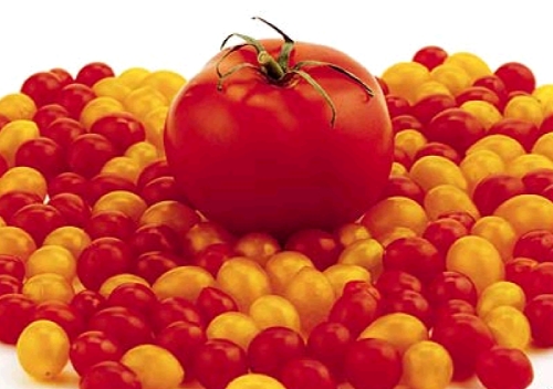 TinyTomatoes